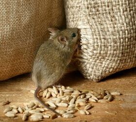 what attracts mice to a house we have the answer