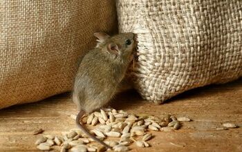What Attracts Mice To A House? (We Have The Answer!)