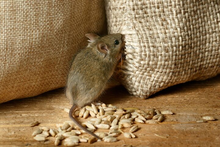 What Attracts Mice To A House? (We Have The Answer!)