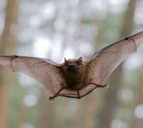 how much does bat removal cost