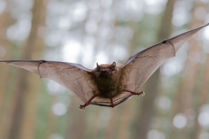 How Much Does Bat Removal Cost?