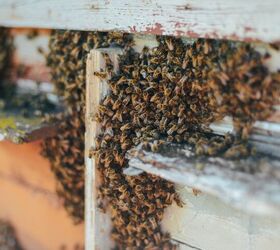 How Much Does Bee Removal Cost?
