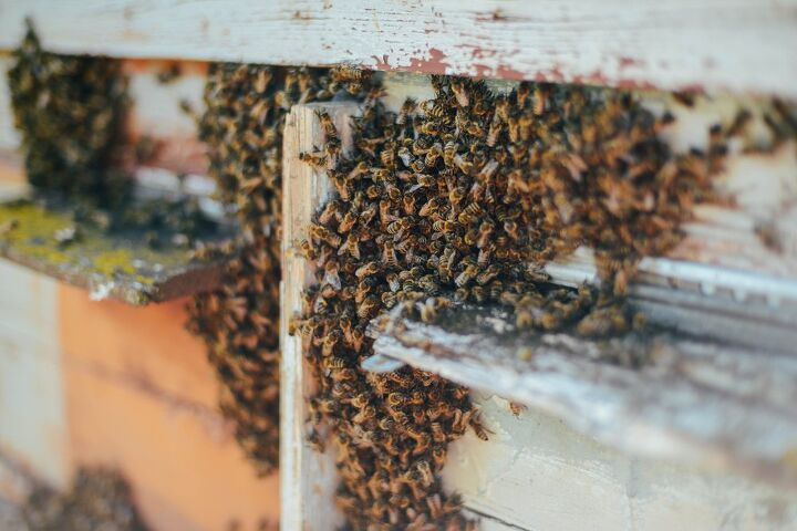 how much does bee removal cost