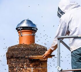 Does Homeowners Insurance Cover Bee Removal?