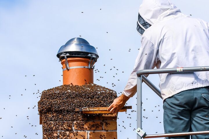 Does Homeowners Insurance Cover Bee Removal?