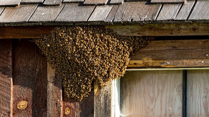 does homeowners insurance cover bee removal