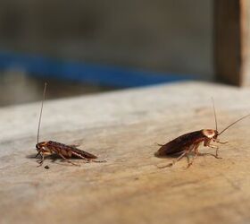 does listerine kill roaches