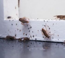 Terrible Cockroach Nest Smell - How to Tell If It's An Infestation