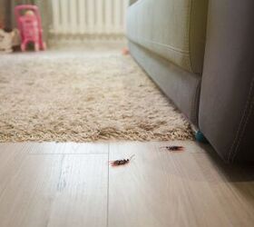 Terrible Cockroach Nest Smell How to Tell If It's An Infestation