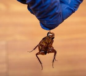 terrible cockroach nest smell how to tell if it s an infestation