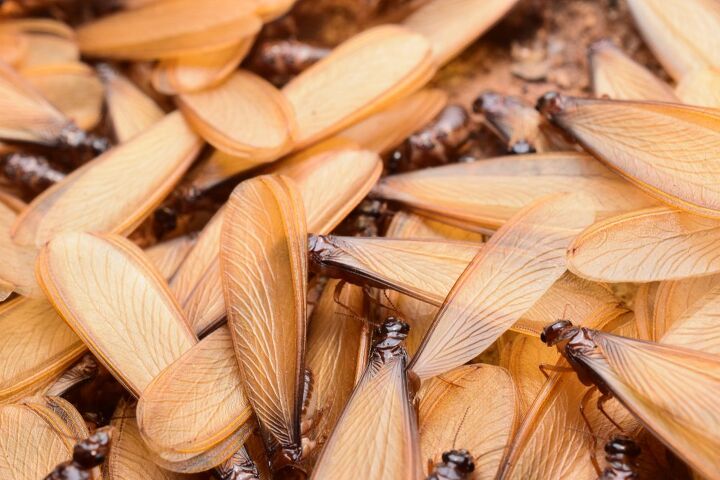 3 winged bugs that look like flying termites