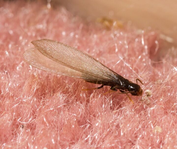 3 winged bugs that look like flying termites