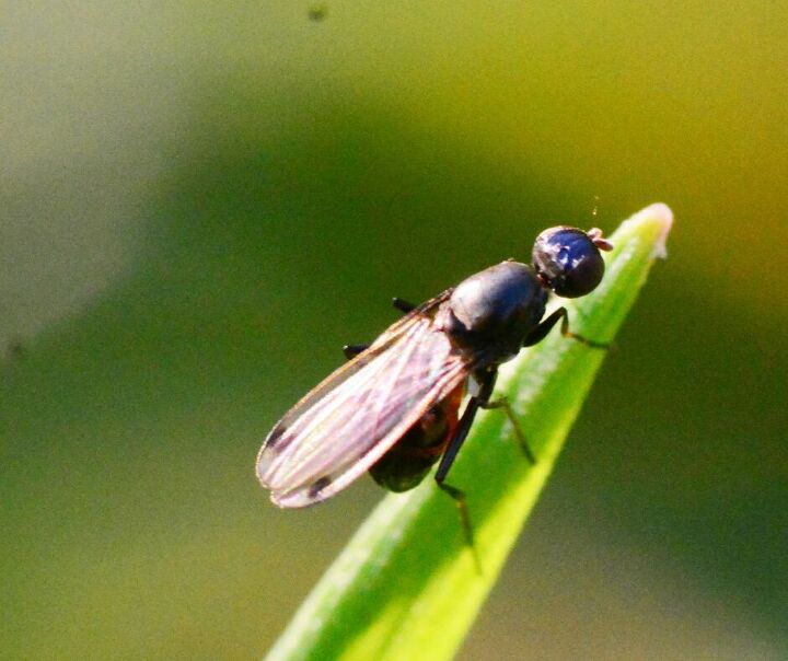 5 tiny black bugs in florida homes no one talks about