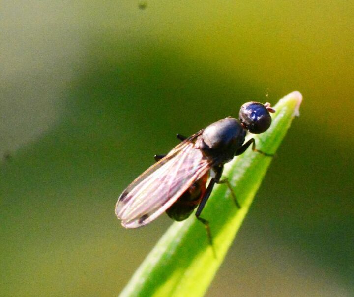 5 tiny black bugs in florida homes no one talks about