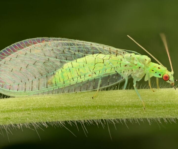 3 winged bugs that look like flying termites