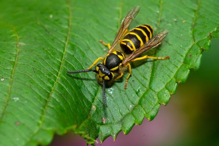 14 california bugs that bite and sting hard