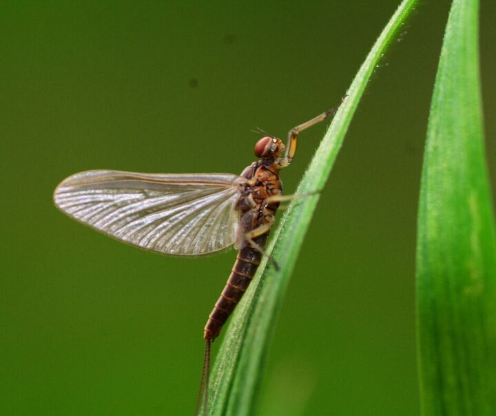 3 winged bugs that look like flying termites