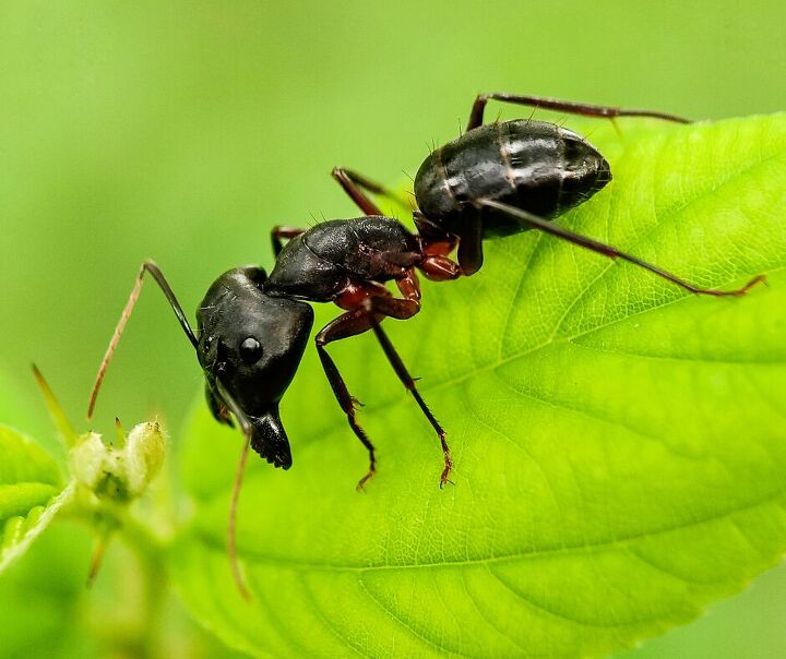 5 tiny black bugs in florida homes no one talks about