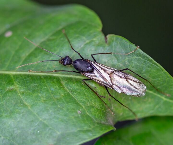 3 winged bugs that look like flying termites