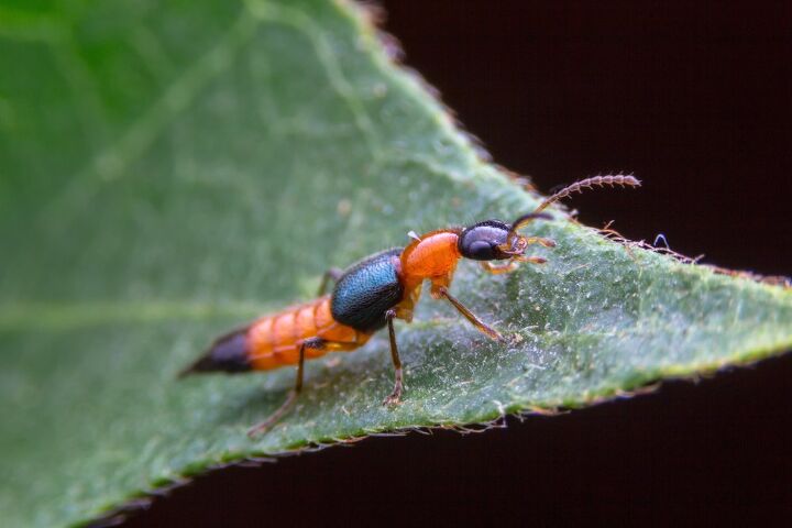 14 california bugs that bite and sting hard