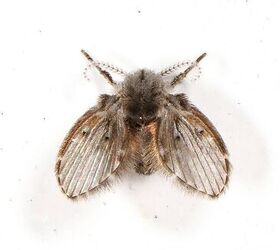 Source: Drain Fly, Judy Gallagher, CC BY 2.0