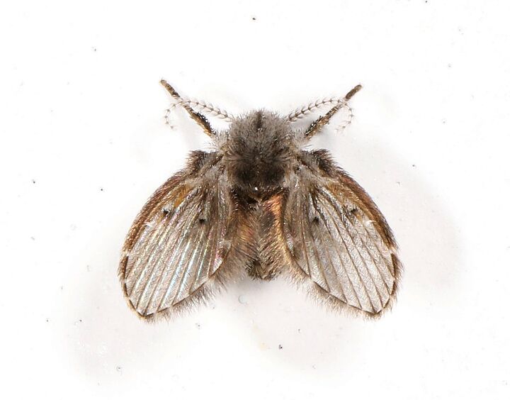 Source: Drain Fly, Judy Gallagher, CC BY 2.0