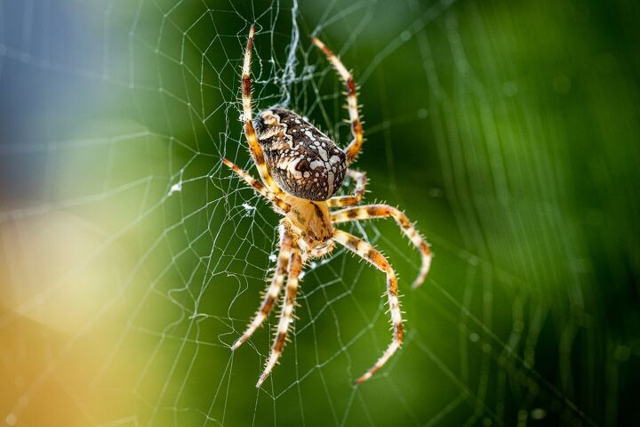 14 california bugs that bite and sting hard