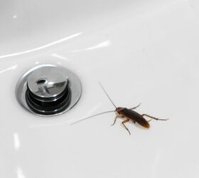 What To Pour Down The Drain To Kill Roaches Instantly