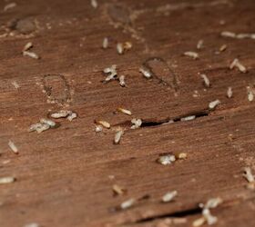 What Are Small Clear White Bugs In The House?