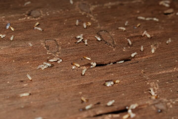Clear Small Insect What Are Small Clear White Bugs In The House? | Upgradedhome.com