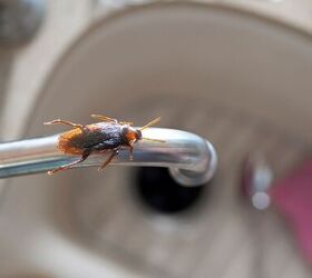 what to pour down the drain to kill roaches instantly
