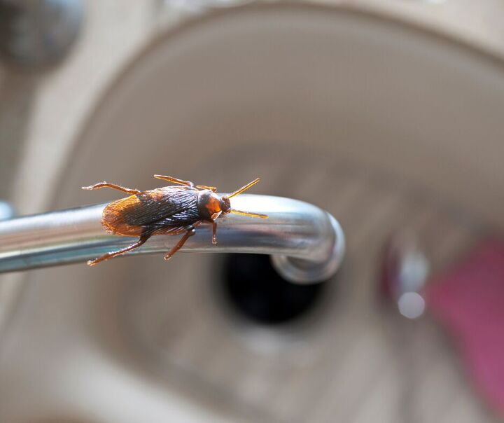 what to pour down the drain to kill roaches instantly