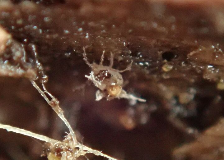 White Translucent Insects What Are Small Clear White Bugs In The House? | Upgradedhome.com