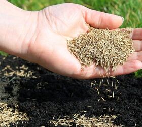 Will Grass Seed Germinate On Top Of Soil?