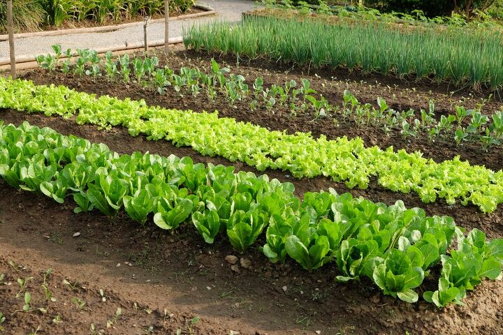 what is the best mulch for vegetable gardens
