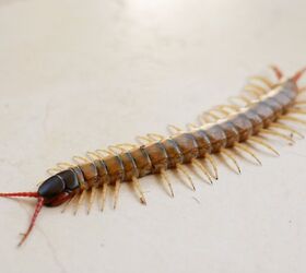 How To Keep Centipedes Out Of Your Bed | Upgradedhome.com