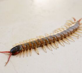 How To Keep Centipedes Out Of Your Bed