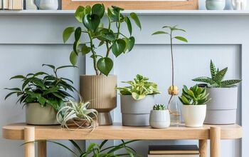 10+ Indoor Plants That Don't Need Water Often