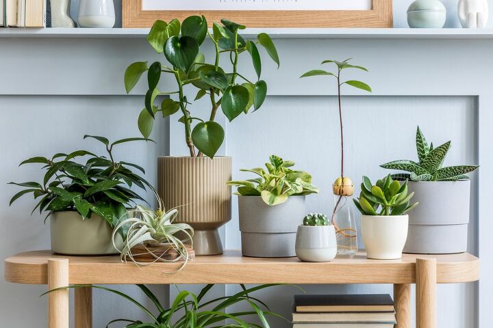 10 indoor plants that don t need water often