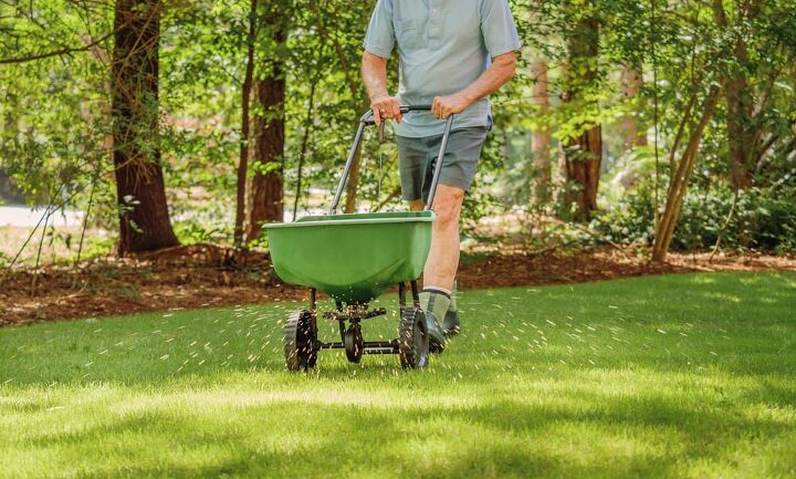 is the best time to fertilize lawn before or after rain