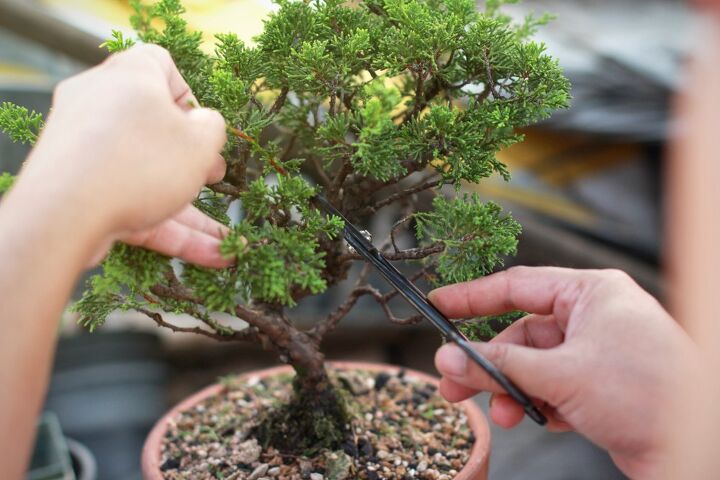 How Long Does It Take To Grow A Bonsai Tree