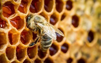 How To Remove A Beehive From Your Home Safely