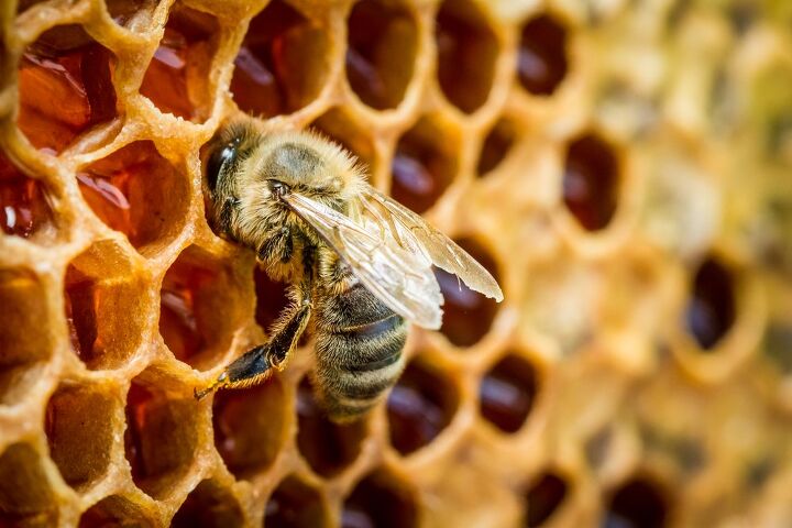 how to remove a beehive from your home safely