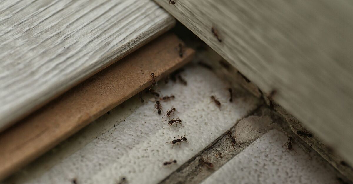 Beautiful How To Get Rid Of Ants Carpet Moment Illustration Beautiful How To Get Rid Of Ants Carpet Moment Illustration