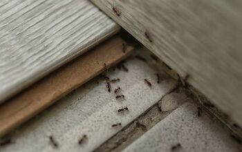 How To Get Rid Of Ants On A Carpet
