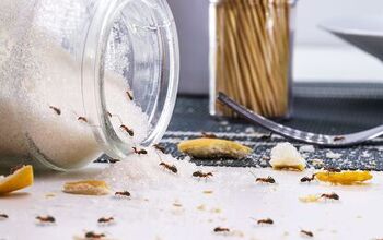 How To Get Rid Of Sugar Ants