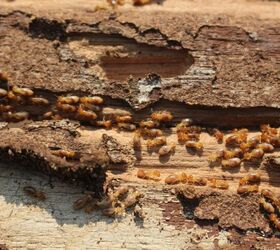 How To Know If You Have Termites