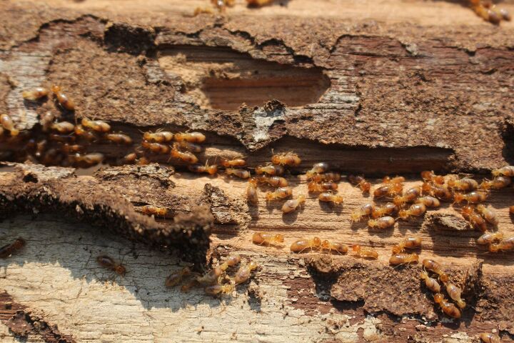 how to know if you have termites