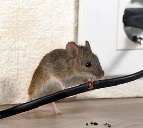 How To Get Rid Of Rats In Walls And Ceilings
