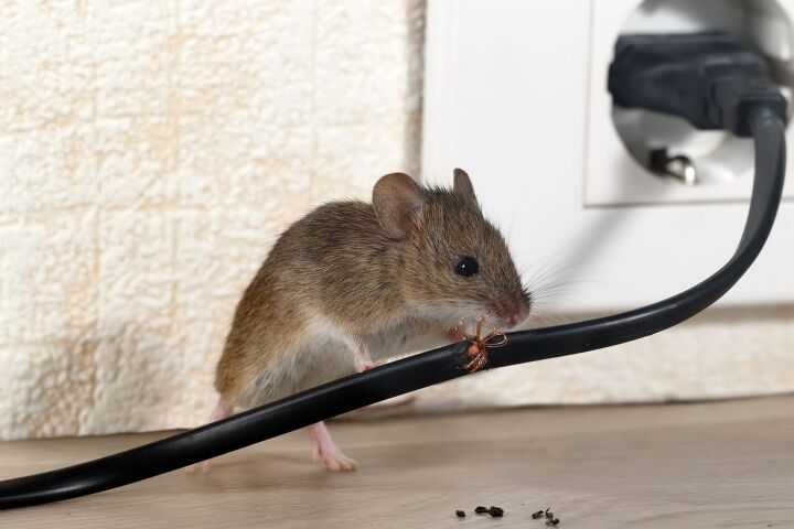 how to get rid of rats in walls and ceilings